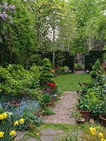 Long, thin 50m x 9m town garden. Path edged in daffodil, box, forget-me-not, comfrey, skimmia. Pots of tulips - Arabian Mystery, Abu Hassan, Prinses Irene, Negrita, Black Jewel.