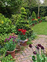 Long, thin 50m x 9m town garden. Path edged in daffodil, box, forget-me-not, comfrey, heuchera. Pots of tulips - Arabian Mystery, Abu Hassan, Prinses Irene, Black Jewel.