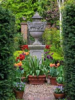 View of urn through opening in yew hedge. Path lined with pots of Tulipa Black Jewel, Negrita, Abu Hassan, Arabian Mystery, Prinses Irene. Behind, pink blossom of crab apple. 