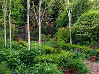 Small woodland of silver birch - Betula utilis var. jacquemontii above white comfrey. Path lined with pots of tulips leads to lawn edged in pink blossom of crab apple, by gate to work area.