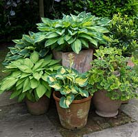 A small container garden with Hosta 'Great Expectations' -top middle, High left - Hosta 'Wide Brim' and in front Hosta 'June'.