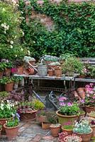 A container garden and collection of Victoriana in the corner of the walled garden. Plants in pots include viola, pelargonium, dianthus, thymus and succulent Sedum. With Rosa 'Gold Finch'. 