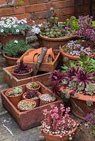 A container garden with succulents, sedum and Echeveria with Thymus and Dianthus.