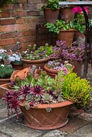A mixed container planted with succulents, sedum and Echeveria. 