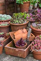 A container garden with succulents, Sedum and Echeveria in terracotta pots.