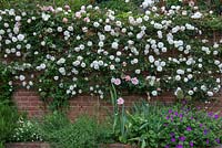 An unnamed climbing rose covers a brick wall. It was taken as a cutting from Thomas Hardy's cottage, it had been given to him by D H Lawrence. Interspersed with Rosa 'Albertine'.