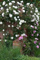 A white, unnamed climbing rose covers a brick wall. It was taken as a cutting from Thomas Hardy's cottage, it had been given to him by D H Lawrence. Interspersed with Rosa 'Albertine'.