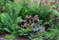 A shady area, planted with ferns around an ancient tree root forms a miniature stumpery.