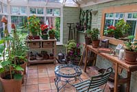 A gardener's conservatory with squash, tomato and chilli plants in containers with a selection of vintage gardening tools and gardening paraphernalia.