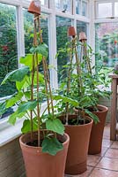 A conservatory with squash and tomato plants in terracotta containers.