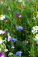 Sheepsbit scabious in a wildflower meadow annual seed mix of predominantly daisies, poppies, toadflax, clover, cow parsley, corn chamomile and cornflowers. 