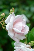 Rosa 'New Dawn', a large climbing rose