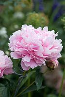 Paeonia 'Sarah Bernhardt', an heirloom peony with large pink double flowers.