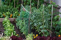 A small raised vegetable garden on two levels planted with Cos and Lollo Rosso lettuce, pea Kelvedon Wonder, broad bean Bunyard's Exhibition with Tagetes to deter common insect pests.