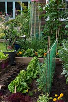 A small raised vegetable garden on two levels planted with Cos and Lollo Rosso lettuce, pea Kelvedon Wonder, runner bean Scarlet Emperor, broad bean Bunyard's Exhibition with Tagetes to deter common insect pests. Old canes are arranged to deter birds from disturbing newly sown seeds.