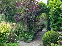 Brick and timber pergola, covered in Virginia creeper, leads to shady seating and greenhouse. Cercis canadensis Forest Pansy and box ball in beds