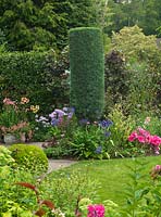 Cylindrical conifer in bed of phlox, penstemon, agapanthus, heuchera, mallow, echinacea, hardy geranium, thalictrum, althaea and rose. Lefy - lilies and diascia.