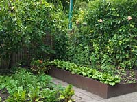 Beds edged in rusty metal strips with vegetables, fruit, herbs and flowers 
