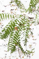 Dryopteris filix-mas - Male fern, in snow in winter.