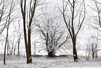 Hoar frost on beech trees in woodland near Birdlip on a snowy winter's morning. Fagus sylvatica
