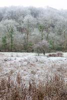 Damp conservation area and woodland, Gloucestershire, on a frosty winter's morning