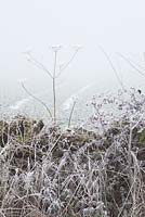Heracleum sphondylium, Crataegus monogyna - Frosty laneside in winter with Hogweed seedheads and hawthorn berries. 