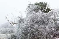 Clematis vitalba - Hoar frost on seedheads of Travellers Joy, Old Man's Beard. 