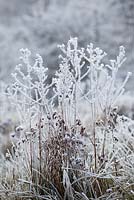 Hoar frost on seedheads in a field in Gloucestershire