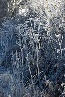 Heracleum sphondylium - Hoar frost on seedheads of Hogweed