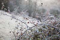 Rubus - Blackberries on a frosty winter morning at Strawberry Banks Nature Reserve, Gloucestershire. 