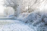 Winter hedgerow with frost and snow