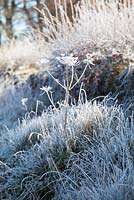Heracleum sphondylium - Frosty seedheads of Hogweed, by a lane in Gloucestershire