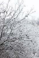Prunus spinosa - Hoar frost on sloes. Blackthorn. 
