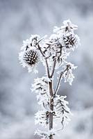 Cirsium eriophorum. Thistle seedhead covered in hoar frost. Wooly Thistle
