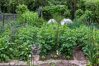 Bob Flowerdew's organic vegetable garden, divided into 40 beds in which he rotates crops. He has a card index of what's grown in each bed which goes back 30 years. Beds of peas, potatoes, onions, runner beans, separated by carpet.
