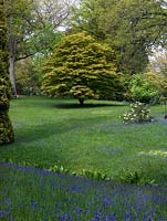 Carpets of English bluebells in a glade, deep in this century old woodland garden. In spring, it is noted for its rhododendrons, bluebells and acers. High Beeches