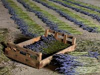 Cut lavender is laid out in a large shed to dry, at Hitchin Lavender Fields.