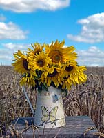 Metal jug of giant sunflowers, set against ripe corn and a blue sky.