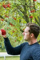 Mark Lloyd, celebrity chef, TV presenter, forager and wild food expert. Red berries from the mountain ash - Sorbus aucuparia are used to make Rowan jelly.