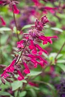 Salvia 'Love and Wishes'. Salvia buchananii hybrid. 3rd place winner Plant of the Year 2015