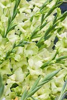 Gladiolus 'Prima Verde'
