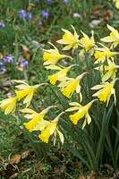 Narcissus pseudonarcissus and Chionodoxa forbesii, syn. chionodoxa luciliae. Cambridge botanic garden