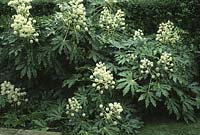 Fatsia japonica in flower 