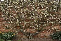 Prunus avium 'Early Rivers' trained against wall in april. Felbrigg Hall, Norfolk