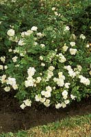 Rosa 'Maccarpe' - syn. rosa snow carpet, miniature ground cover rose, white flower,  July 