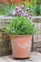 Spring Container with Tulipa 'Rem's Favourite' and Myosotis 'Blue Ball'