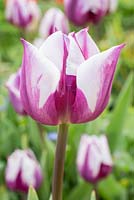 Tulipa 'Rem's Favourite'