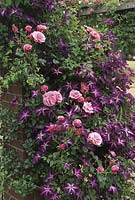 Clematis 'Venosa Violacea' and Rosa 'Karlsruhe' in flower
