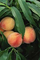 Prunus persica 'Garden Lady' - dwarf peach 