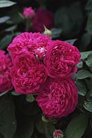 Rosa 'De Rescht' - damask portland rose
